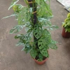 Cây Trầu Bà Lỗ Leo (Monstera Adansonii) - Trang trí cửa sổ, lọc không khí, giảm giá 180.000₫ 2