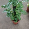 Cây Trầu Bà Lỗ Leo (Monstera Adansonii) - Trang trí cửa sổ, lọc không khí, giảm giá 180.000₫ 3