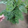 Cây Trầu Bà Lỗ Leo (Monstera Adansonii) - Trang trí cửa sổ, lọc không khí, giảm giá 180.000₫ 4