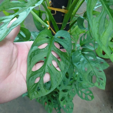 Cây Trầu Bà Lỗ Leo (Monstera Adansonii) - Trang trí cửa sổ, lọc không khí, giảm giá 180.000₫