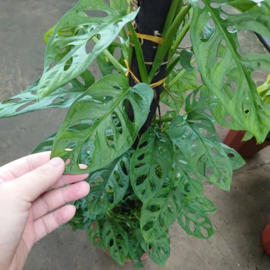 Cây Trầu Bà Lỗ Leo (Monstera Adansonii) - Trang trí cửa sổ, lọc không khí, giảm giá 180.000₫