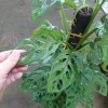 Cây Trầu Bà Lỗ Leo (Monstera Adansonii) - Trang trí cửa sổ, lọc không khí, giảm giá 180.000₫ 7