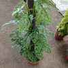 Cây Trầu Bà Lỗ Leo (Monstera Adansonii) - Trang trí cửa sổ, lọc không khí, giảm giá 180.000₫ 8
