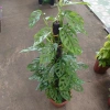 Cây Trầu Bà Lỗ Leo (Monstera Adansonii) - Trang trí cửa sổ, lọc không khí, giảm giá 180.000₫ 9