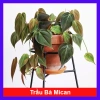 Cây Trầu Bà Mican (Philodendron micans) - Cây trong nhà sang trọng, giá chỉ 35.000₫ giảm mạnh