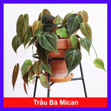 Cây Trầu Bà Mican (Philodendron micans) - Cây trong nhà sang trọng, giá chỉ 35.000₫ giảm mạnh