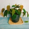 Cây Trầu Bà Mican (Philodendron micans) - Cây trong nhà sang trọng, giá chỉ 35.000₫ giảm mạnh 2