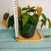 Cây Trầu Bà Mican (Philodendron micans) - Cây trong nhà sang trọng, giá chỉ 35.000₫ giảm mạnh 3