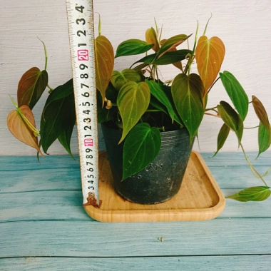 Cây Trầu Bà Mican (Philodendron micans) - Cây trong nhà sang trọng, giá chỉ 35.000₫ giảm mạnh
