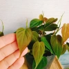 Cây Trầu Bà Mican (Philodendron micans) - Cây trong nhà sang trọng, giá chỉ 35.000₫ giảm mạnh 4
