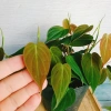 Cây Trầu Bà Mican (Philodendron micans) - Cây trong nhà sang trọng, giá chỉ 35.000₫ giảm mạnh 5