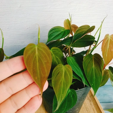 Cây Trầu Bà Mican (Philodendron micans) - Cây trong nhà sang trọng, giá chỉ 35.000₫ giảm mạnh