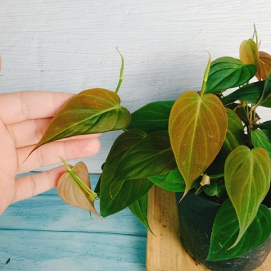 Cây Trầu Bà Mican (Philodendron micans) - Cây trong nhà sang trọng, giá chỉ 35.000₫ giảm mạnh