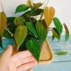 Cây Trầu Bà Mican (Philodendron micans) - Cây trong nhà sang trọng, giá chỉ 35.000₫ giảm mạnh 7