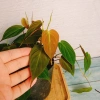 Cây Trầu Bà Mican (Philodendron micans) - Cây trong nhà sang trọng, giá chỉ 35.000₫ giảm mạnh 8
