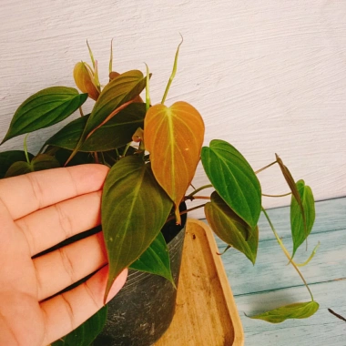Cây Trầu Bà Mican (Philodendron micans) - Cây trong nhà sang trọng, giá chỉ 35.000₫ giảm mạnh