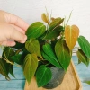 Cây Trầu Bà Mican (Philodendron micans) - Cây trong nhà sang trọng, giá chỉ 35.000₫ giảm mạnh 9