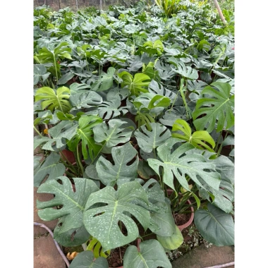 Cây Trầu Bà Monstera Lá Xẻ 50cm - Lá To Đẹp, Dễ Trồng, Trang Trí Nội Thất, 120.000 VND