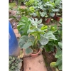 Cây Trầu Bà Monstera Lá Xẻ 50cm - Lá To Đẹp, Dễ Trồng, Trang Trí Nội Thất, 120.000 VND 2