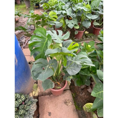 Cây Trầu Bà Monstera Lá Xẻ 50cm - Lá To Đẹp, Dễ Trồng, Trang Trí Nội Thất, 120.000 VND
