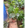 Cây Trầu Bà Monstera Lá Xẻ 50cm - Lá To Đẹp, Dễ Trồng, Trang Trí Nội Thất, 120.000 VND 3