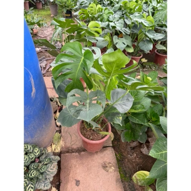 Cây Trầu Bà Monstera Lá Xẻ 50cm - Lá To Đẹp, Dễ Trồng, Trang Trí Nội Thất, 120.000 VND