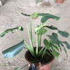 Cây Trầu Bà Monstera Lá Xẻ 50cm - Lá To Đẹp, Dễ Trồng, Trang Trí Nội Thất, 120.000 VND 4