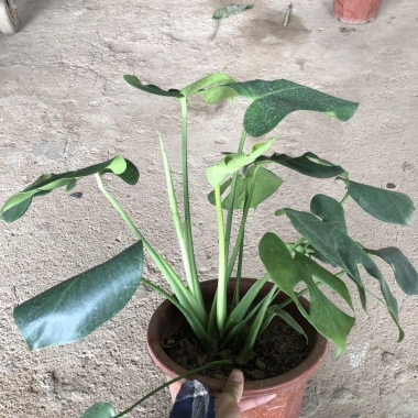 Cây Trầu Bà Monstera Lá Xẻ 50cm - Lá To Đẹp, Dễ Trồng, Trang Trí Nội Thất, 120.000 VND