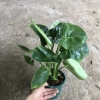 Cây Trầu Bà Monstera Lá Xẻ 50cm - Lá To Đẹp, Dễ Trồng, Trang Trí Nội Thất, 120.000 VND 5