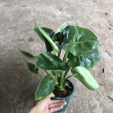 Cây Trầu Bà Monstera Lá Xẻ 50cm - Lá To Đẹp, Dễ Trồng, Trang Trí Nội Thất, 120.000 VND