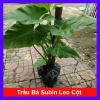 Cây Trầu Bà Subin 1m - Philodendron Subincisum, xanh mát nhà, giá 250.000₫