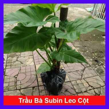 Cây Trầu Bà Subin 1m - Philodendron Subincisum, xanh mát nhà, giá 250.000₫