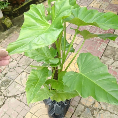Cây Trầu Bà Subin 1m - Philodendron Subincisum, xanh mát nhà, giá 250.000₫
