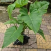 Cây Trầu Bà Subin 1m - Philodendron Subincisum, xanh mát nhà, giá 250.000₫ 3