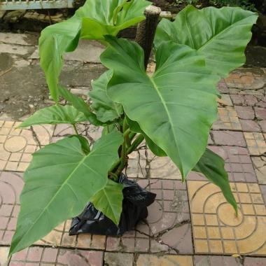Cây Trầu Bà Subin 1m - Philodendron Subincisum, xanh mát nhà, giá 250.000₫