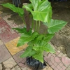 Cây Trầu Bà Subin 1m - Philodendron Subincisum, xanh mát nhà, giá 250.000₫ 4