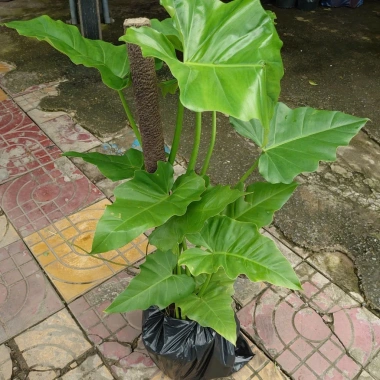 Cây Trầu Bà Subin 1m - Philodendron Subincisum, xanh mát nhà, giá 250.000₫