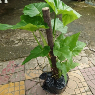 Cây Trầu Bà Subin 1m - Philodendron Subincisum, xanh mát nhà, giá 250.000₫