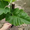 Cây Trầu Bà Subin 1m - Philodendron Subincisum, xanh mát nhà, giá 250.000₫ 6