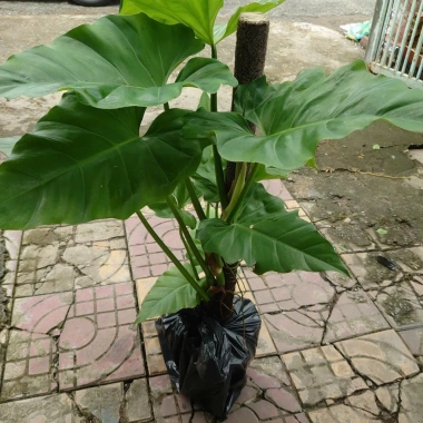 Cây Trầu Bà Subin 1m - Philodendron Subincisum, xanh mát nhà, giá 250.000₫