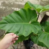 Cây Trầu Bà Subin 1m - Philodendron Subincisum, xanh mát nhà, giá 250.000₫ 8