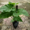 Cây Trầu Bà Subin 1m - Philodendron Subincisum, xanh mát nhà, giá 250.000₫ 9