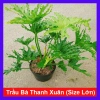 Cây Trầu Bà Thanh Xuân lớn 60-80cm - Cảnh trong nhà, không gian xanh, giảm còn 120.000₫