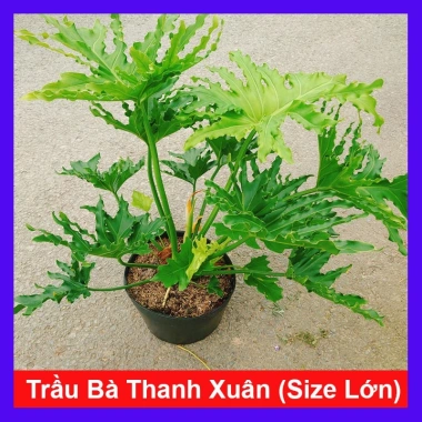 Cây Trầu Bà Thanh Xuân lớn 60-80cm - Cảnh trong nhà, không gian xanh, giảm còn 120.000₫