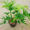 Cây Trầu Bà Thanh Xuân lớn 60-80cm - Cảnh trong nhà, không gian xanh, giảm còn 120.000₫ 2