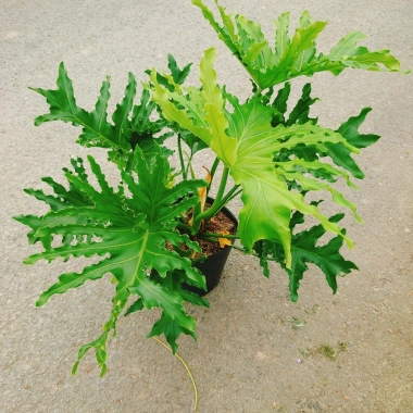 Cây Trầu Bà Thanh Xuân lớn 60-80cm - Cảnh trong nhà, không gian xanh, giảm còn 120.000₫