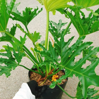Cây Trầu Bà Thanh Xuân lớn 60-80cm - Cảnh trong nhà, không gian xanh, giảm còn 120.000₫ 6 Cây Trầu Bà Thanh Xuân lớn 60-80cm - Cảnh trong nhà, không gian xanh, giảm còn 120.000₫ 6