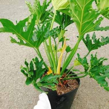 Cây Trầu Bà Thanh Xuân lớn 60-80cm - Cảnh trong nhà, không gian xanh, giảm còn 120.000₫