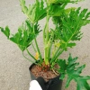 Cây Trầu Bà Thanh Xuân lớn 60-80cm - Cảnh trong nhà, không gian xanh, giảm còn 120.000₫ 8