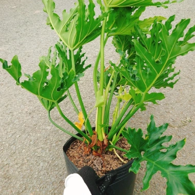 Cây Trầu Bà Thanh Xuân lớn 60-80cm - Cảnh trong nhà, không gian xanh, giảm còn 120.000₫